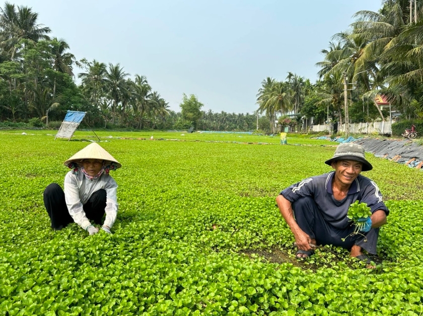 Nhờ trồng rau má, gia đình ông Dũng trở nên khá giả (Ảnh: Bảo Sương).