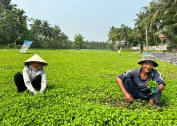 Nông dân bất ngờ đổi đời nhờ trồng rau má trên đất nhiễm phèn