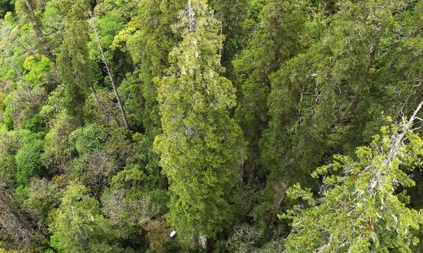Phát hiện cây khổng lồ bằng tòa cao ốc, mọc ở hẻm núi sâu nhất thế giới