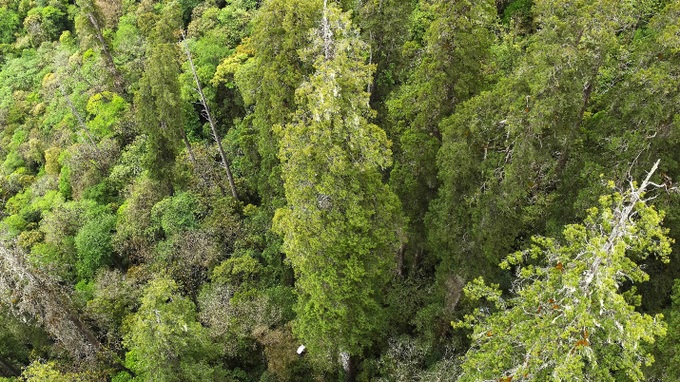 Phát hiện cây khổng lồ bằng tòa cao ốc, mọc ở hẻm núi sâu nhất thế giới - 3