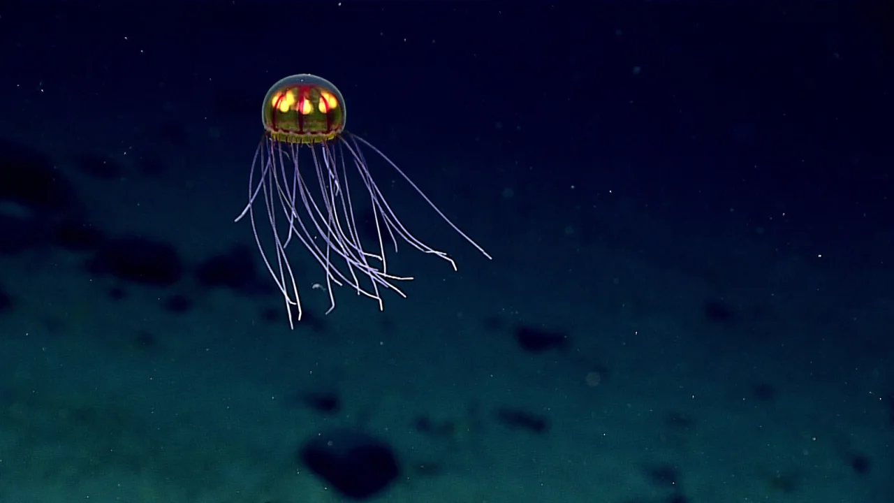 Một con sứa với khả năng phát quang sinh học, được tìm thấy dưới đáy biển sâu gần đảo Guam (Ảnh: NOAA).