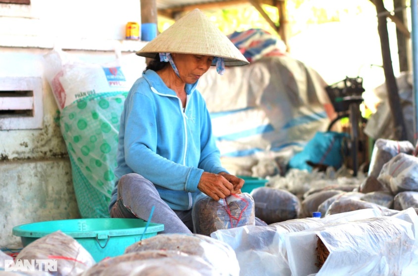 Bánh rơm được bọc trong bao nilon cùng với phôi nấm, ủ trong 10 ngày (Ảnh: Ngô Linh).