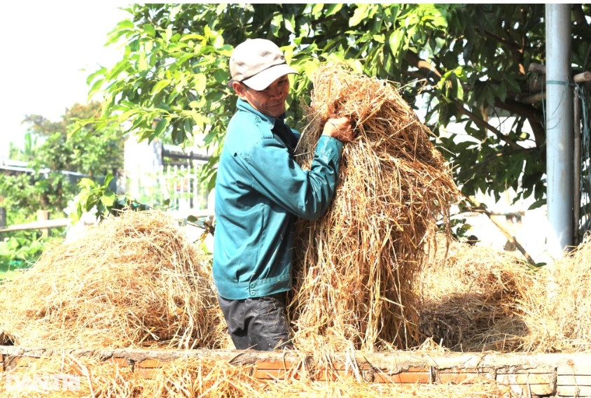 Công đoạn đầu tiên của việc trồng nấm rơm là rửa rơm qua nước, việc này giúp rơm ẩm, ủ nhanh mục (Ảnh: Ngô Linh).