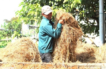 Nông dân đổi đời nhờ... rơm rạ