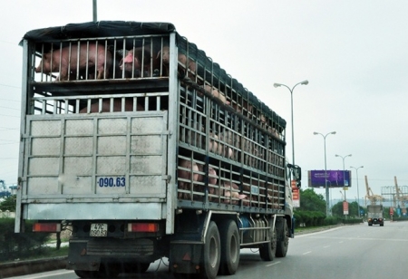 Xử lý nghiêm các trường hợp buôn bán, vận chuyển trái phép lợn qua biên giới vào Việt Nam