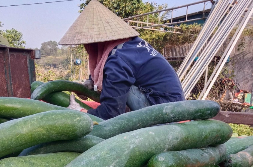 Mô hình sản xuất bí trái vụ của anh Tuấn tạo việc làm cho gần 15 lao động địa phương (Ảnh: P. Thanh).