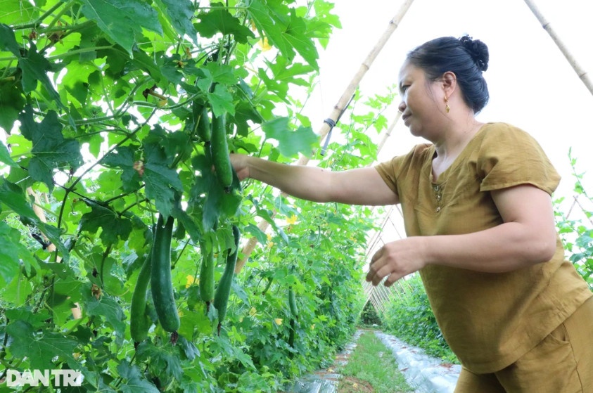 Tháng 7, thời tiết nắng nóng nhưng cây bí xanh vẫn sinh trưởng, phát triển tốt, đậu quả sai (Ảnh: Hoàng Lam).