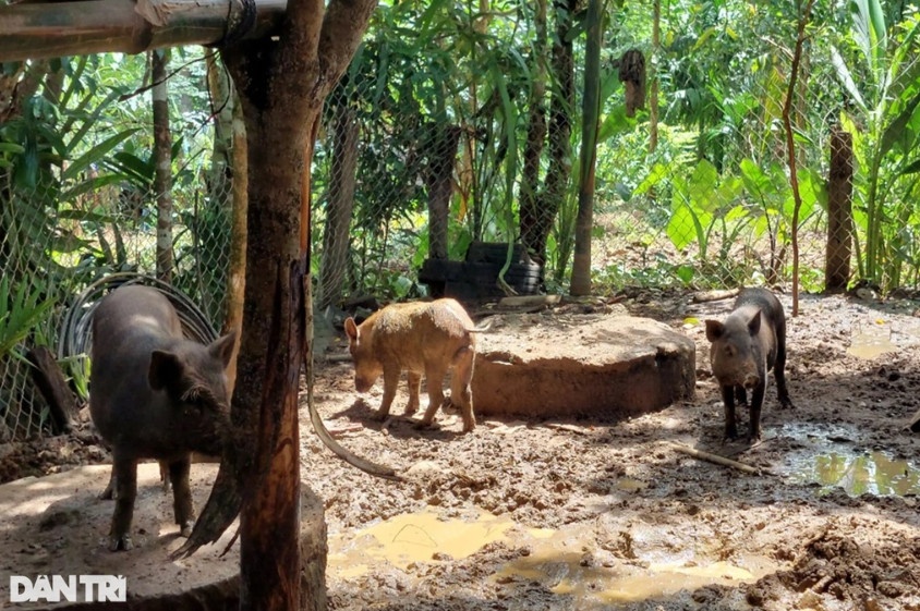 Heo đen bản địa dễ nuôi do có thể chịu được môi trường sống kham khổ (Ảnh: Doãn Công).