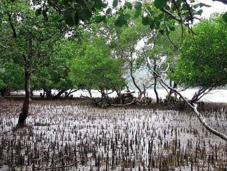 Nhiều tiềm năng để khai thác “carbon Xanh" từ rừng ngập mặn