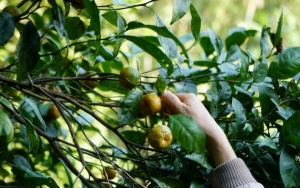 Chế vỏ trái cây thành đặc sản, kiếm vài chục triệu đồng mỗi vụ