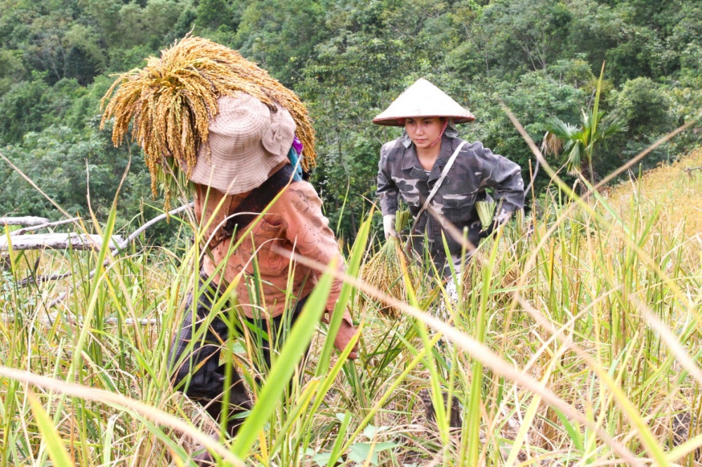 Mùa thu hoạch 