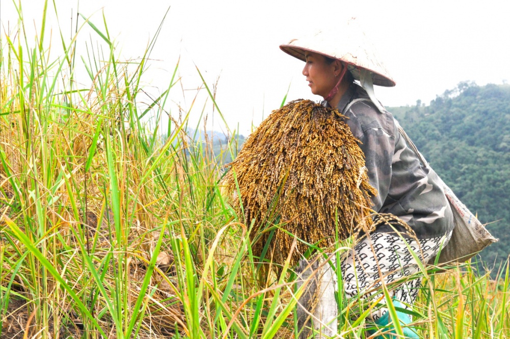 Mùa thu hoạch 