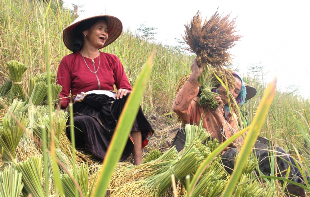 Mùa thu hoạch 