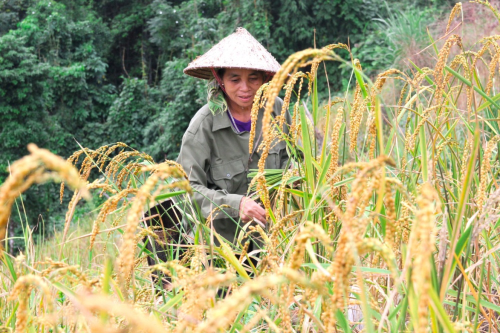 Mùa thu hoạch 