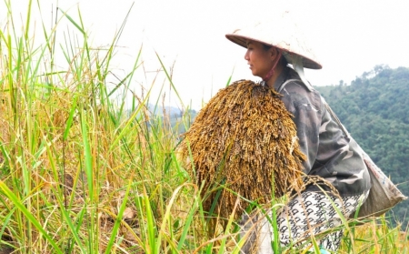 Mùa thu hoạch "ngọc thực" trên lưng chừng trời