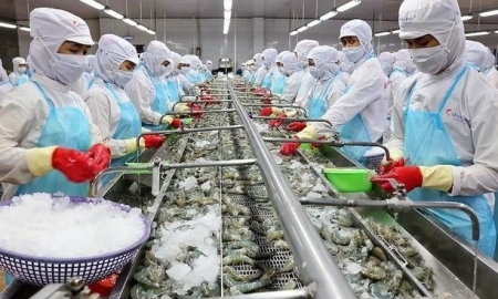 Thị trường Australia ngày càng ưa chuộng tôm Việt Nam