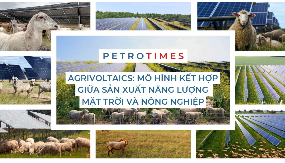 [PetroTimesMedia] Agrivoltaics: Mô hình kết hợp giữa sản xuất năng lượng mặt trời và nông nghiệp