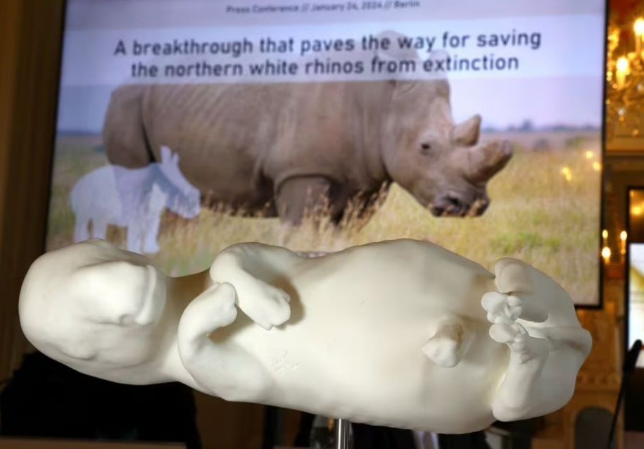 Cách cứu tê giác trắng phương Bắc khỏi tuyệt chủng