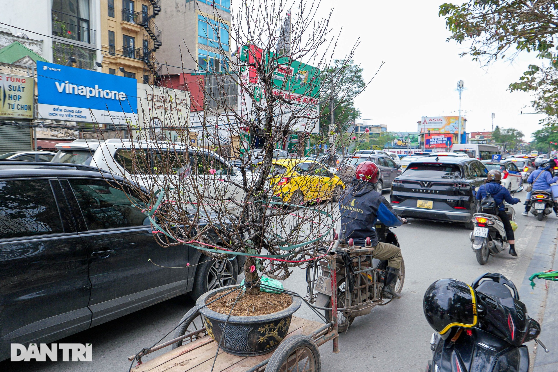 Đào núi Sa Pa tuyệt đẹp đổ bộ xuống Thủ đô - 10