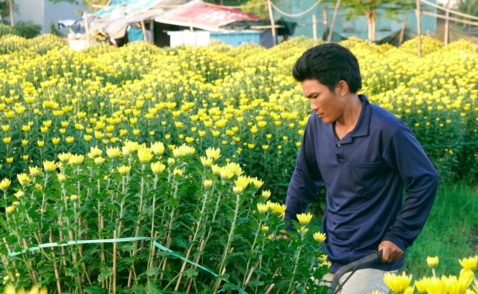Bình Định: Làng hoa giữa lòng thành phố vắng khách ngày cận Tết