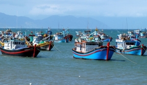 Thực hiện các giải pháp cấp bách về chống khai thác hải sản bất hợp pháp