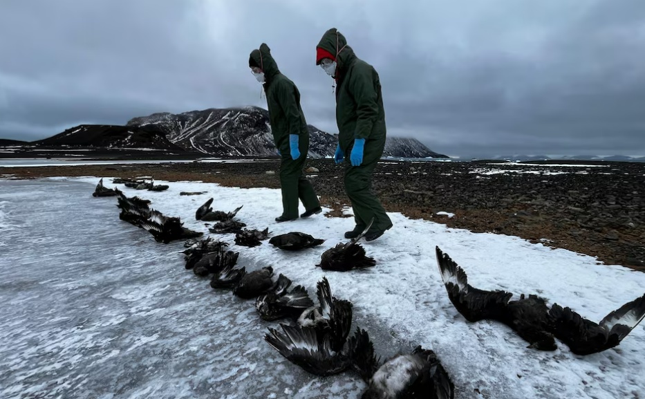 Hàng nghìn con chim cánh cụt Nam Cực chết vì cúm gia cầm?