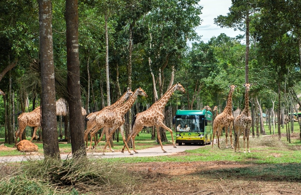 Khám phá trải nghiệm chạm đến hoang dã tại Vinpearl Safari Phú Quốc - 13