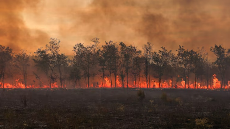 Cháy rừng ở châu Âu năm 2023 là đợt tồi tệ nhất thế kỷ