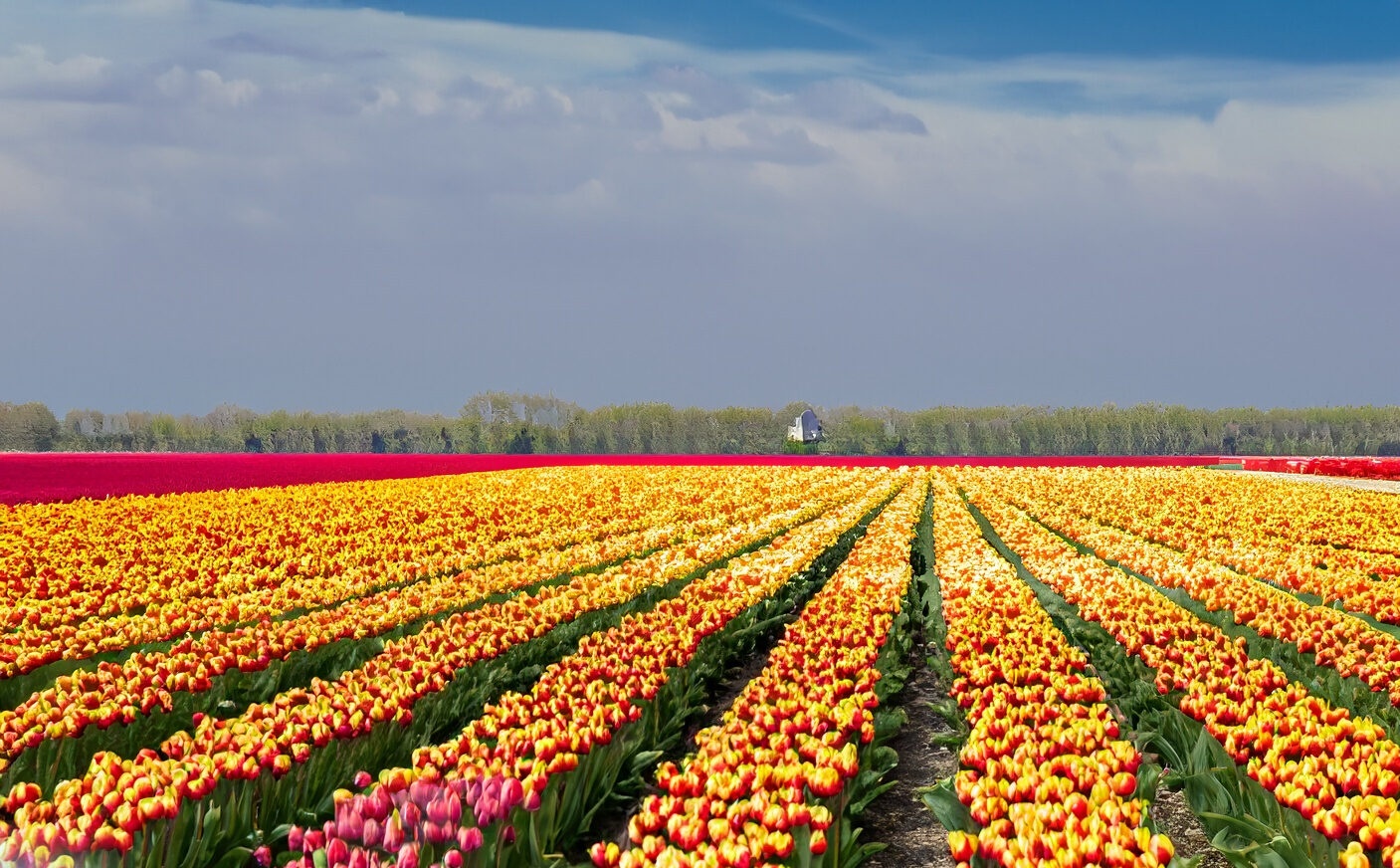 Ghé thăm Hà Lan mùa hoa tulip