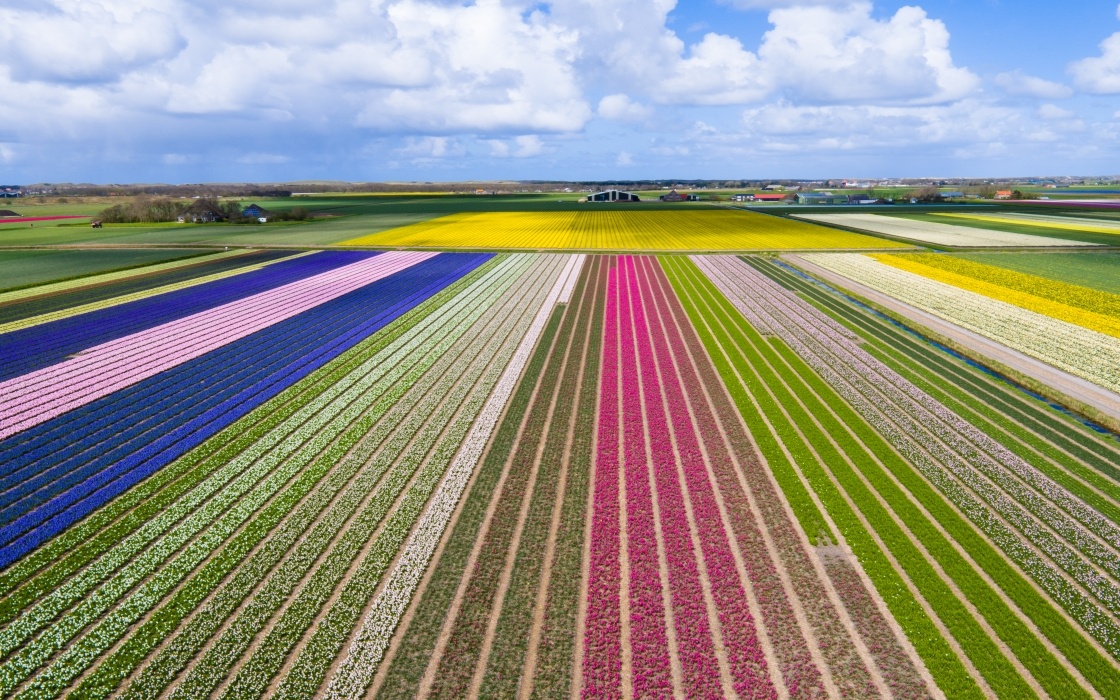 Ghé thăm Hà Lan mùa hoa tulip