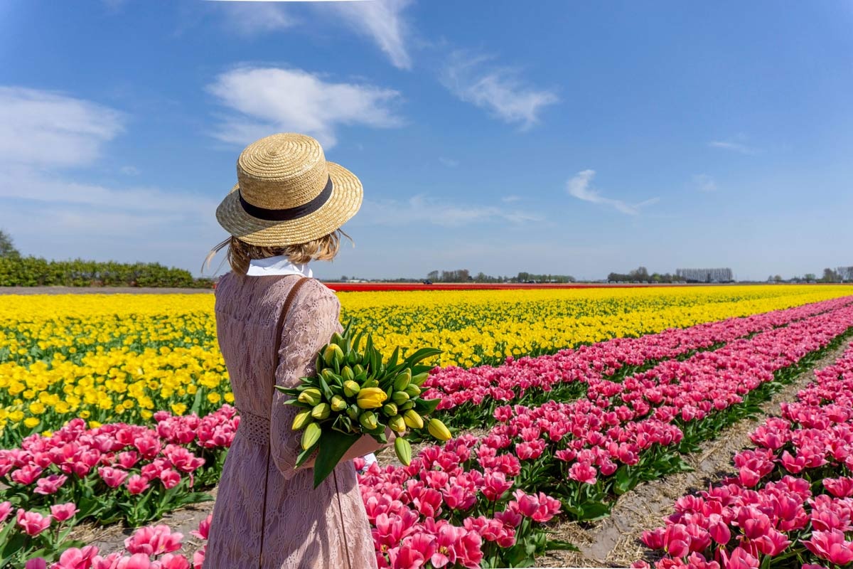 Ghé thăm Hà Lan mùa hoa tulip
