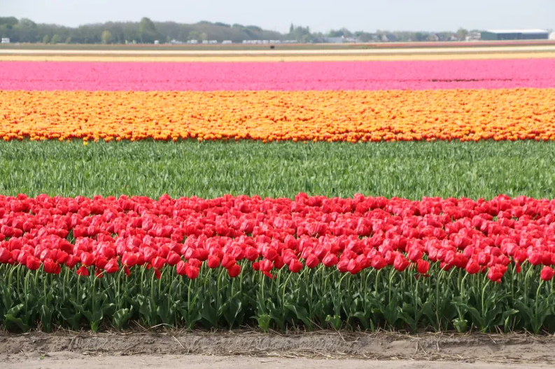 Ghé thăm Hà Lan mùa hoa tulip