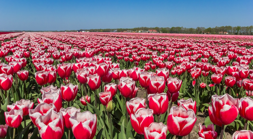 Ghé thăm Hà Lan mùa hoa tulip