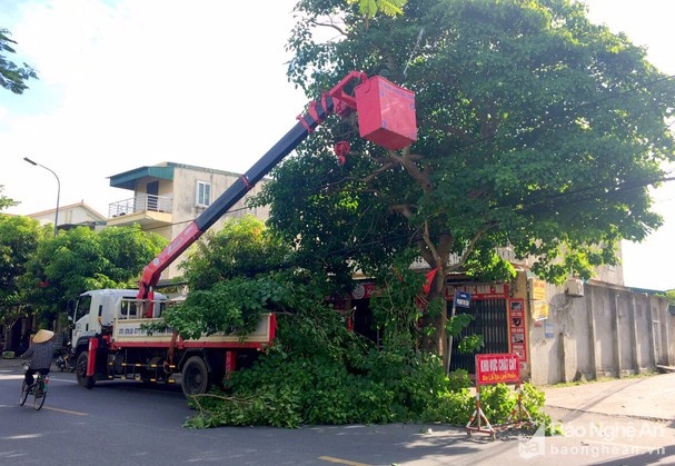 TP HCM: Hạn chế sự cố cây xanh trong mùa mưa