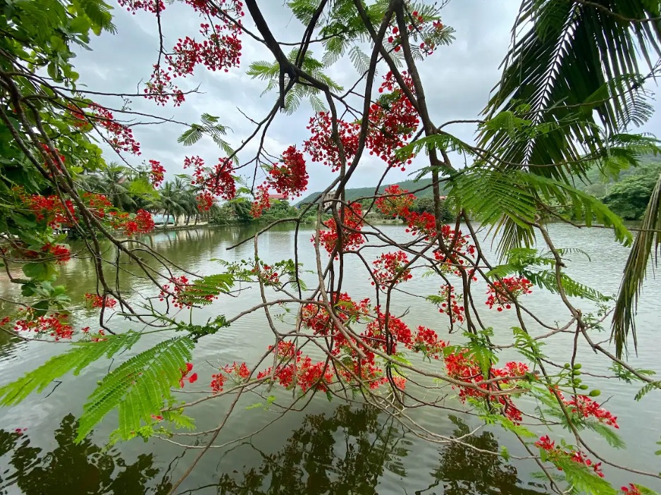 Mặt hồ phía trước đình làng mùa hoa phượng nở.