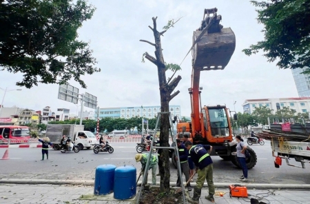 Bài 2: Chung tay "xanh hóa" Thủ đô sau bão Yagi