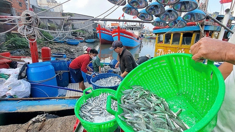 Quảng Ngãi: Nhiều chuyển biến tích cực trong chống khai thác IUU