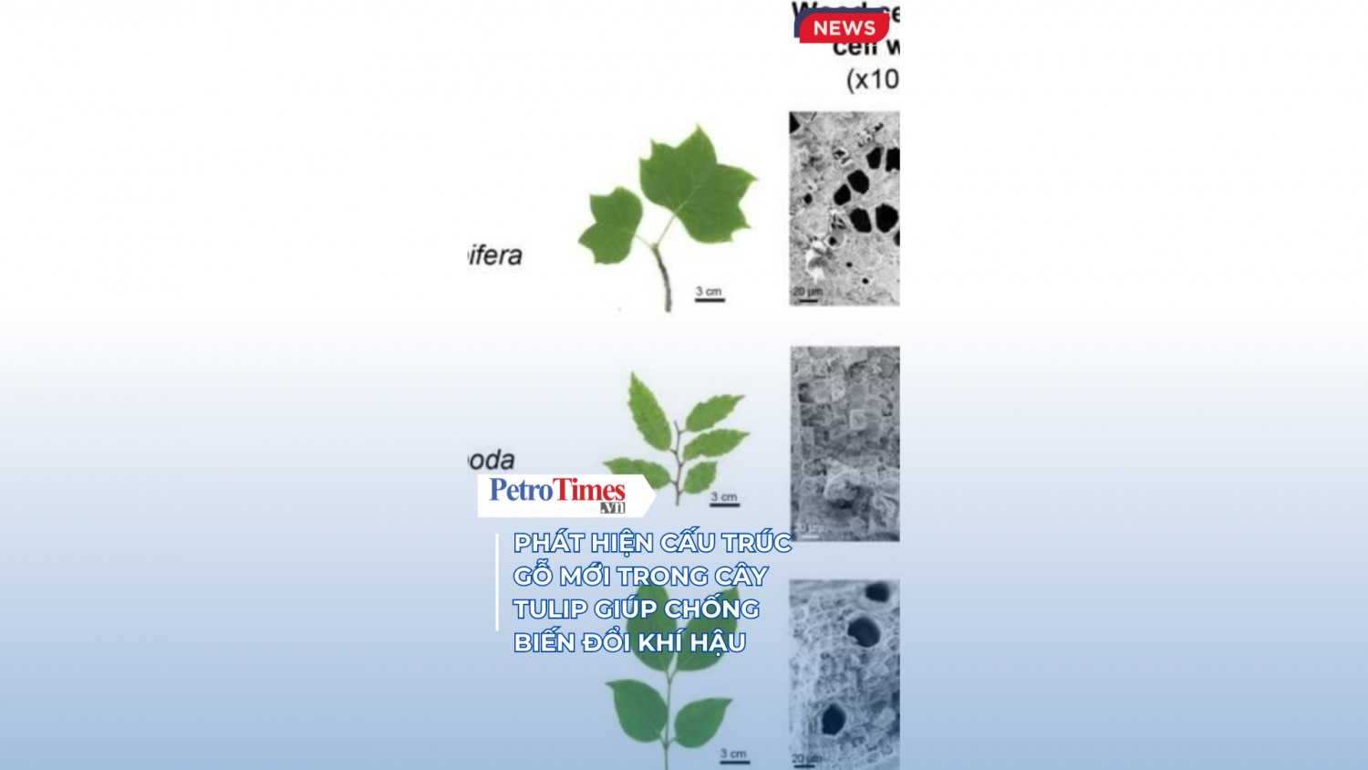 [VIDEO] Phát hiện cấu trúc gỗ mới trong cây tulip giúp chống biến đổi khí hậu