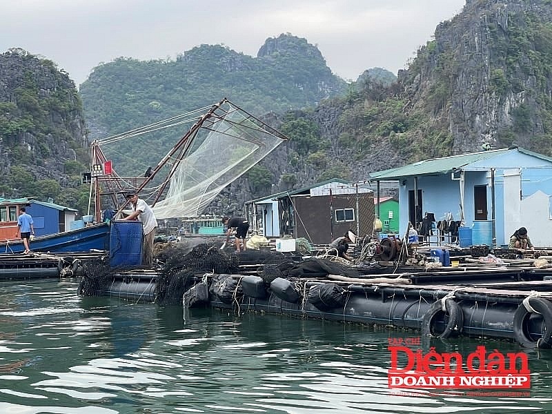 Hải Phòng: Hỗ trợ hộ nuôi trồng thủy sản phục hồi sản xuất