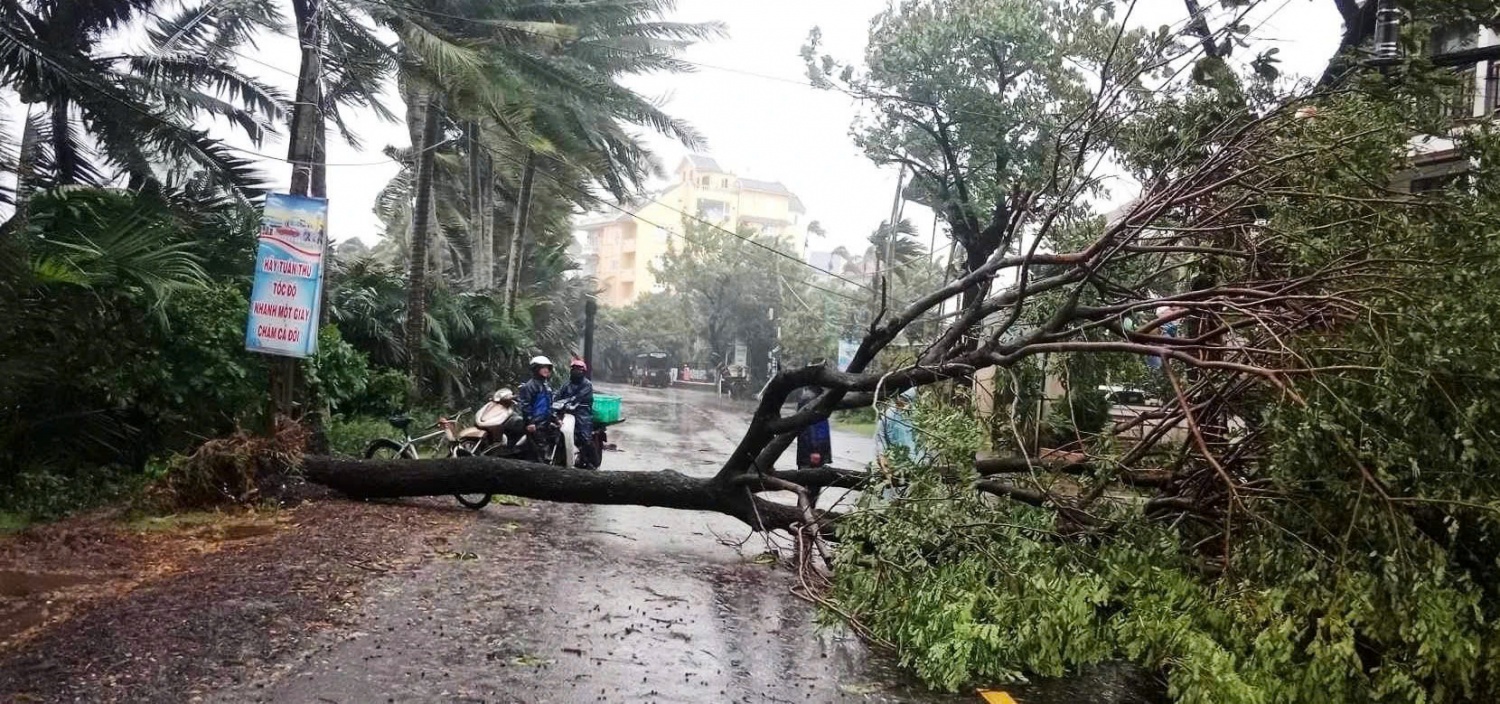 Cây bật gốc, nằm la liệt tại TP Hội An (Quảng Nam).