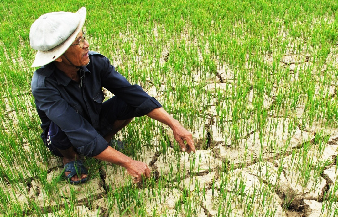 Chậm thay đổi chính sách thuế GTGT phân bón có thể khiến nông sản Việt thua thiệt trên trường quốc tế