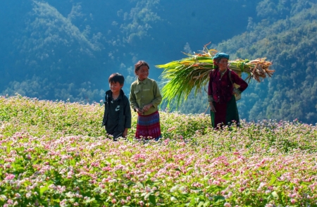 Lũng Cú vào mùa hoa tam giác mạch