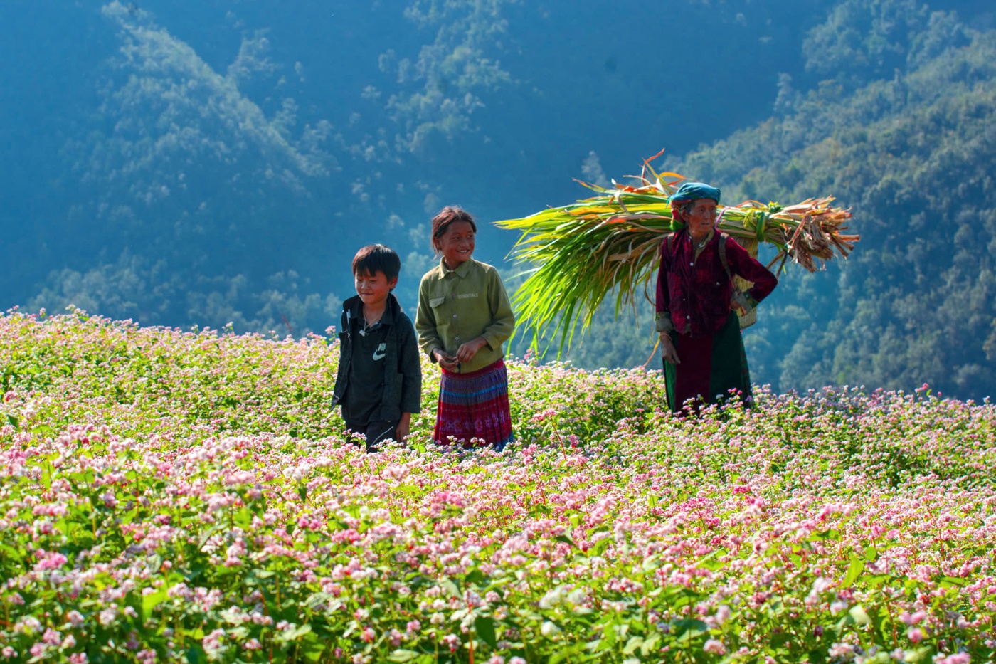 Lũng Cú vào mùa hoa Tam giác mạch