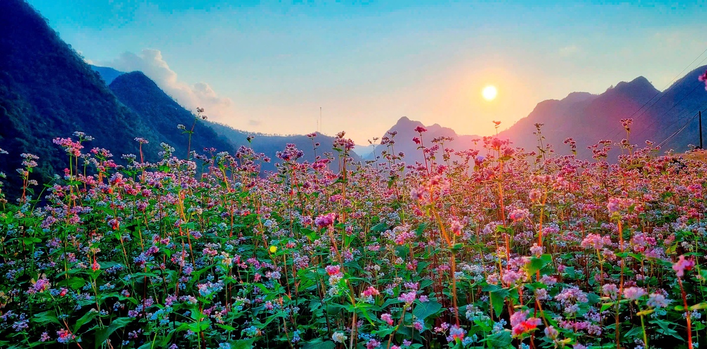 Lũng Cú vào mùa hoa Tam giác mạch