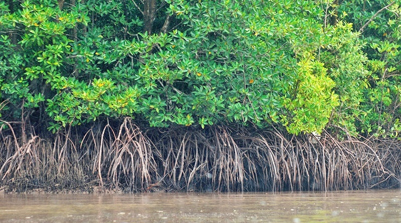 Tìm ra phương pháp tự đo lường carbon của các loài cây rừng ngập mặn