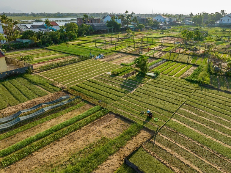 Làng rau Trà Quế được công nhận "Làng Du lịch tốt nhất" năm 2024