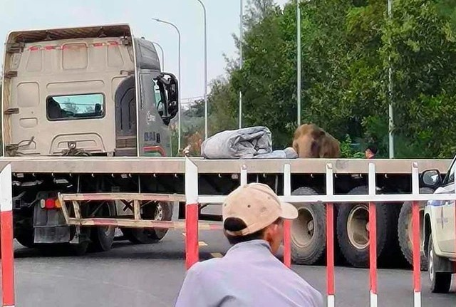 Cá thể voi này hiện đã được đưa về khu nuôi dưỡng an toàn.