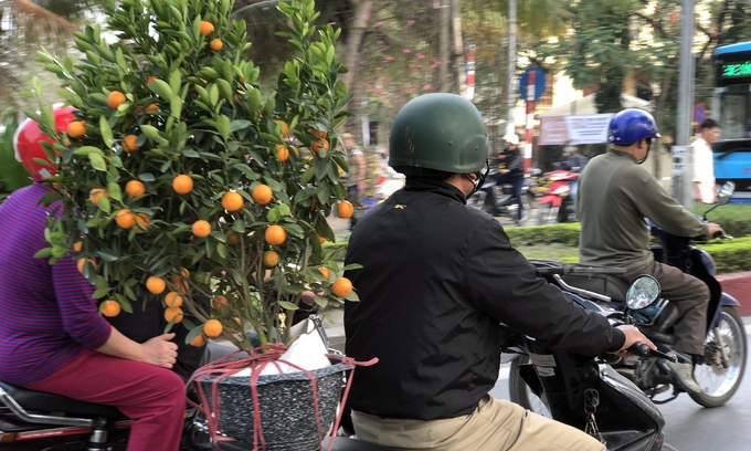 cay canh ha noi dua giam gia de xa hang