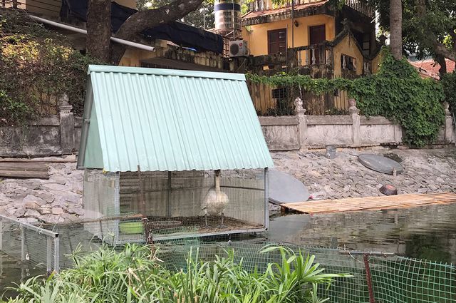 ha noi dan thien nga de gan 20 qua trung o ho thien quang