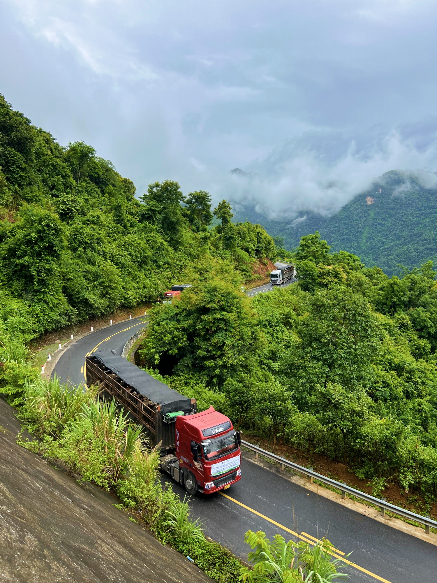 Thời tiết mát mẻ góp phần giúp cho đàn bò cảm thấy thoải mái hơn trên các cung đường di chuyển về trang trại Lao-Jagro